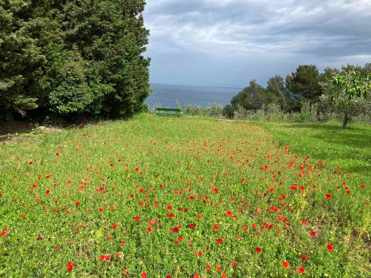 Istrian Green House ポルトローシュ エクステリア 写真